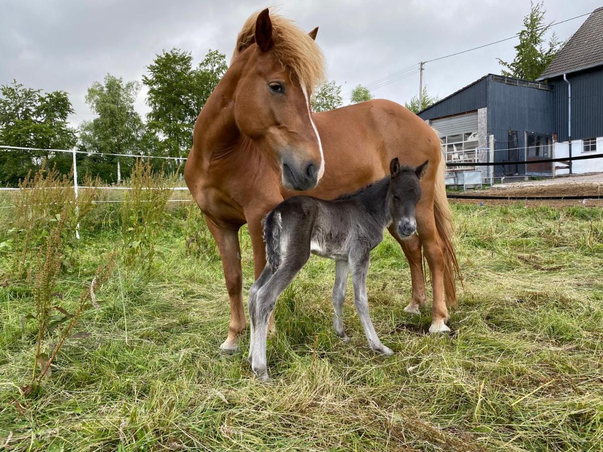 Studio - Grosses Wohn-Schlafzimmer - Dachterrasse - Kamin - Kuche - Hohes Venn - Monschau - Eifel - Hunde Willkommen Beim Hof Vierzehnender Exterior foto