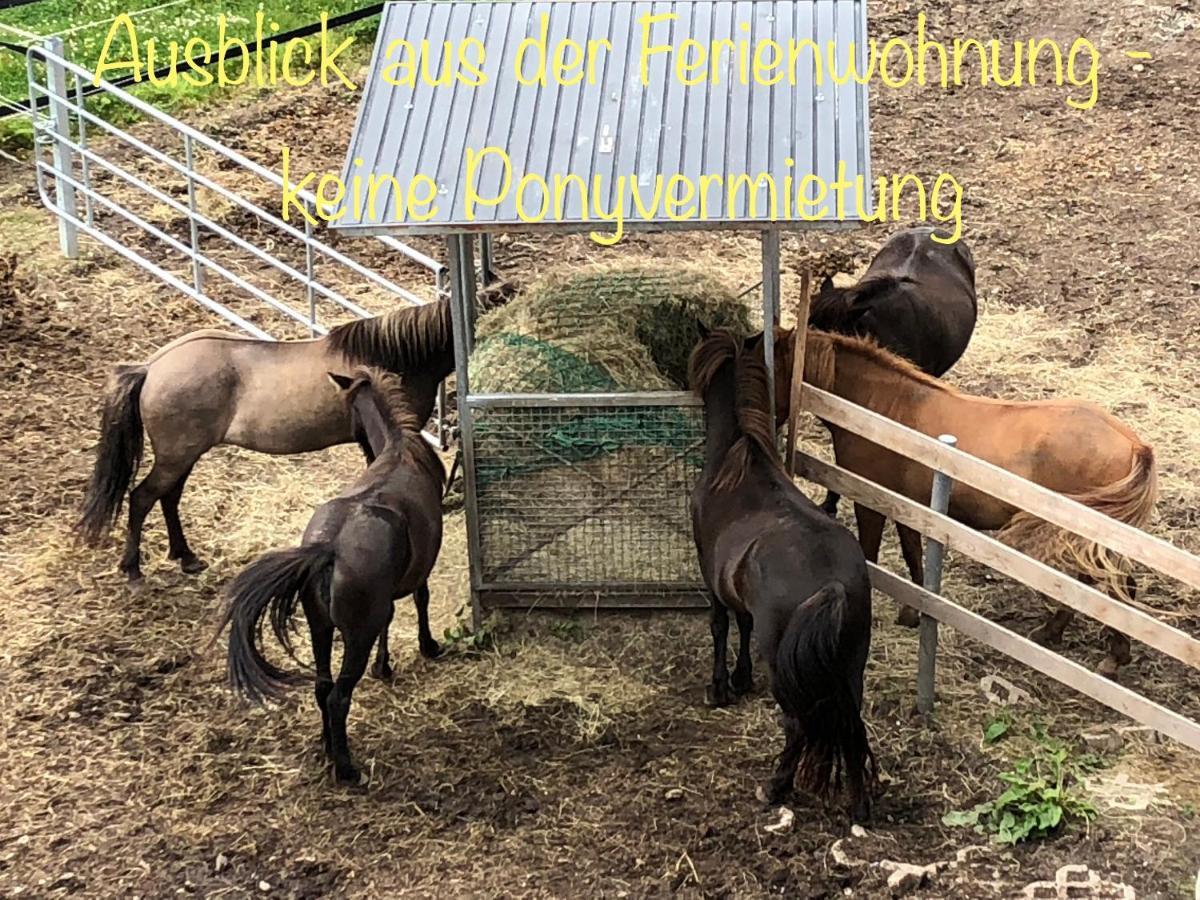 Studio - Grosses Wohn-Schlafzimmer - Dachterrasse - Kamin - Kuche - Hohes Venn - Monschau - Eifel - Hunde Willkommen Beim Hof Vierzehnender Exterior foto